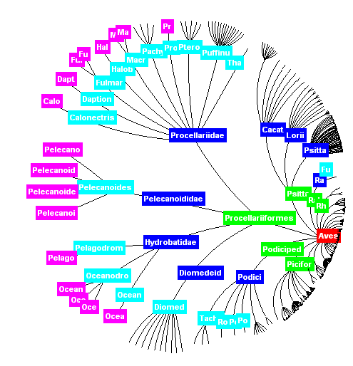Graphical display of taxonomy